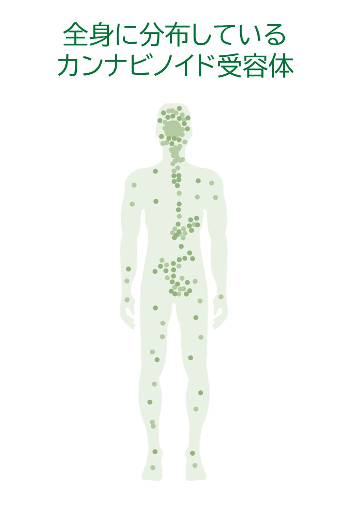 パーフェクトCBD (6)