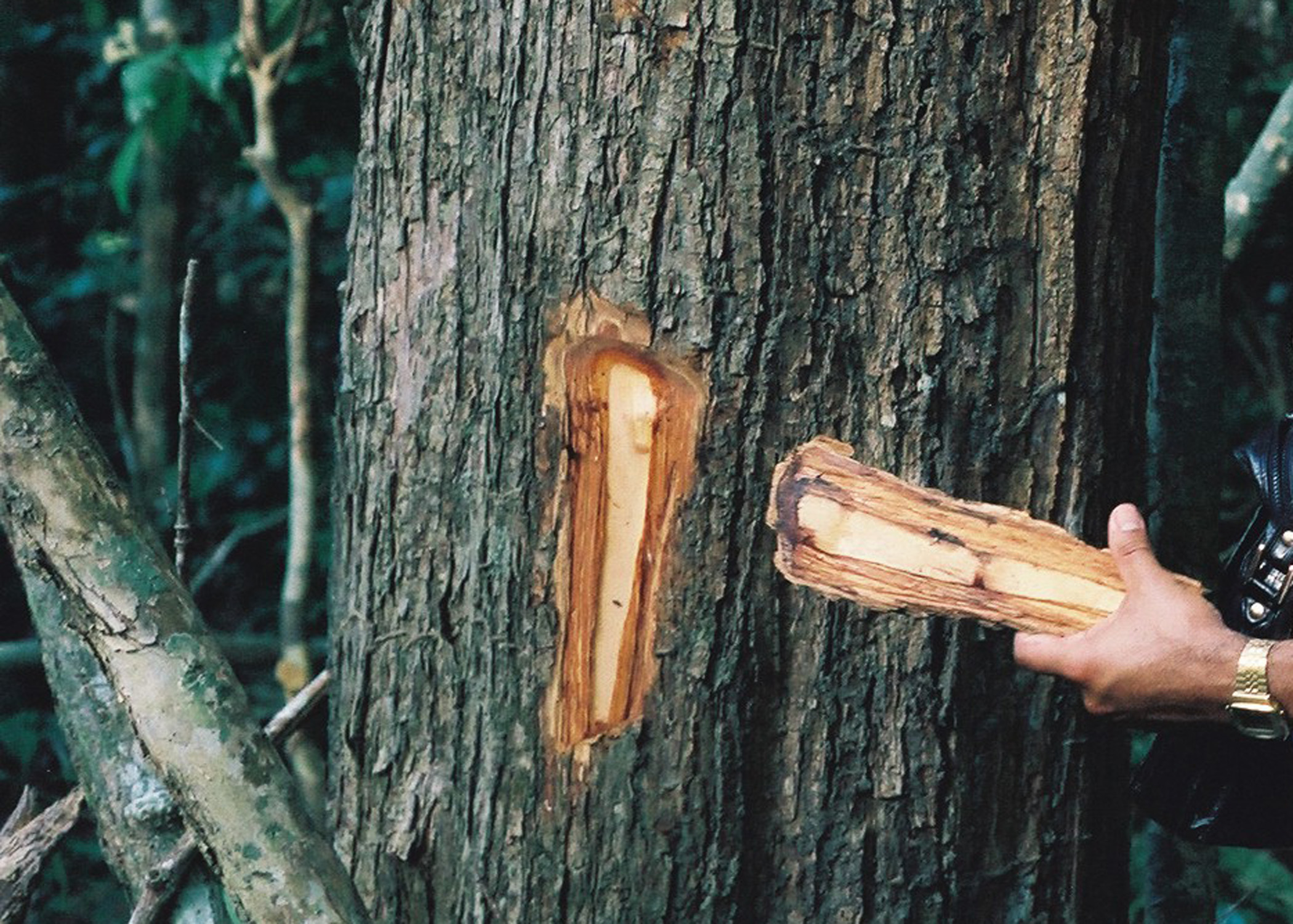 タヒボティーバッグ (7)