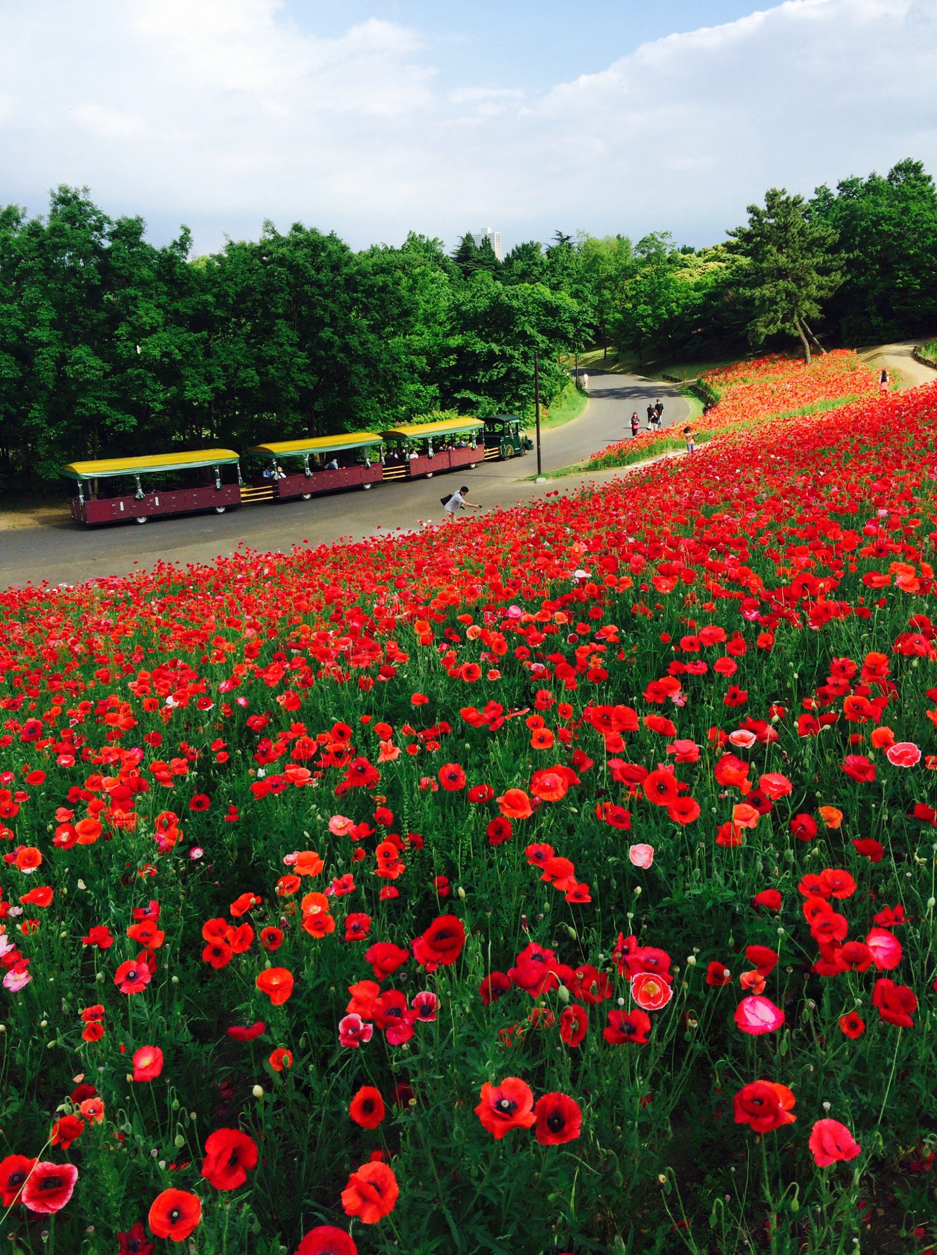 植物の自己防衛